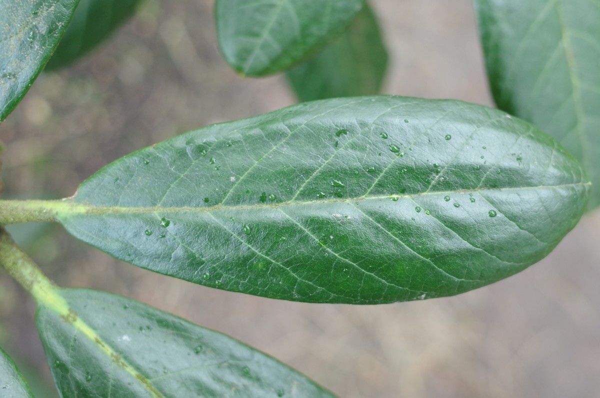 Rhododendron arizelum leaf