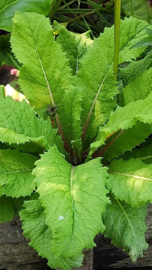 Primula beesiana — search result for 'Primulaceae'