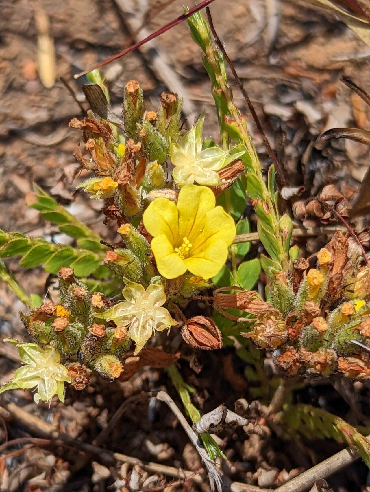 Biophytum crassipes — search result for 'Biophytum'