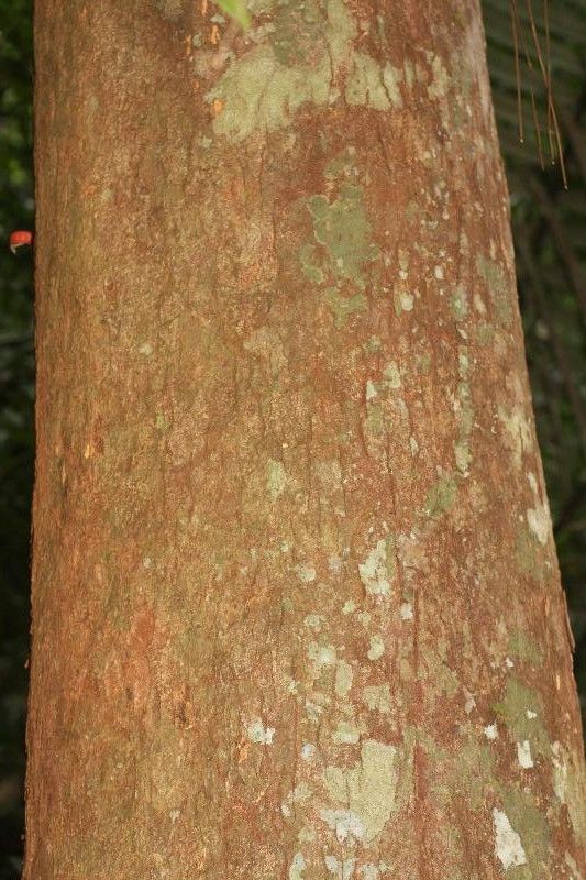 Swartzia panacoco bark