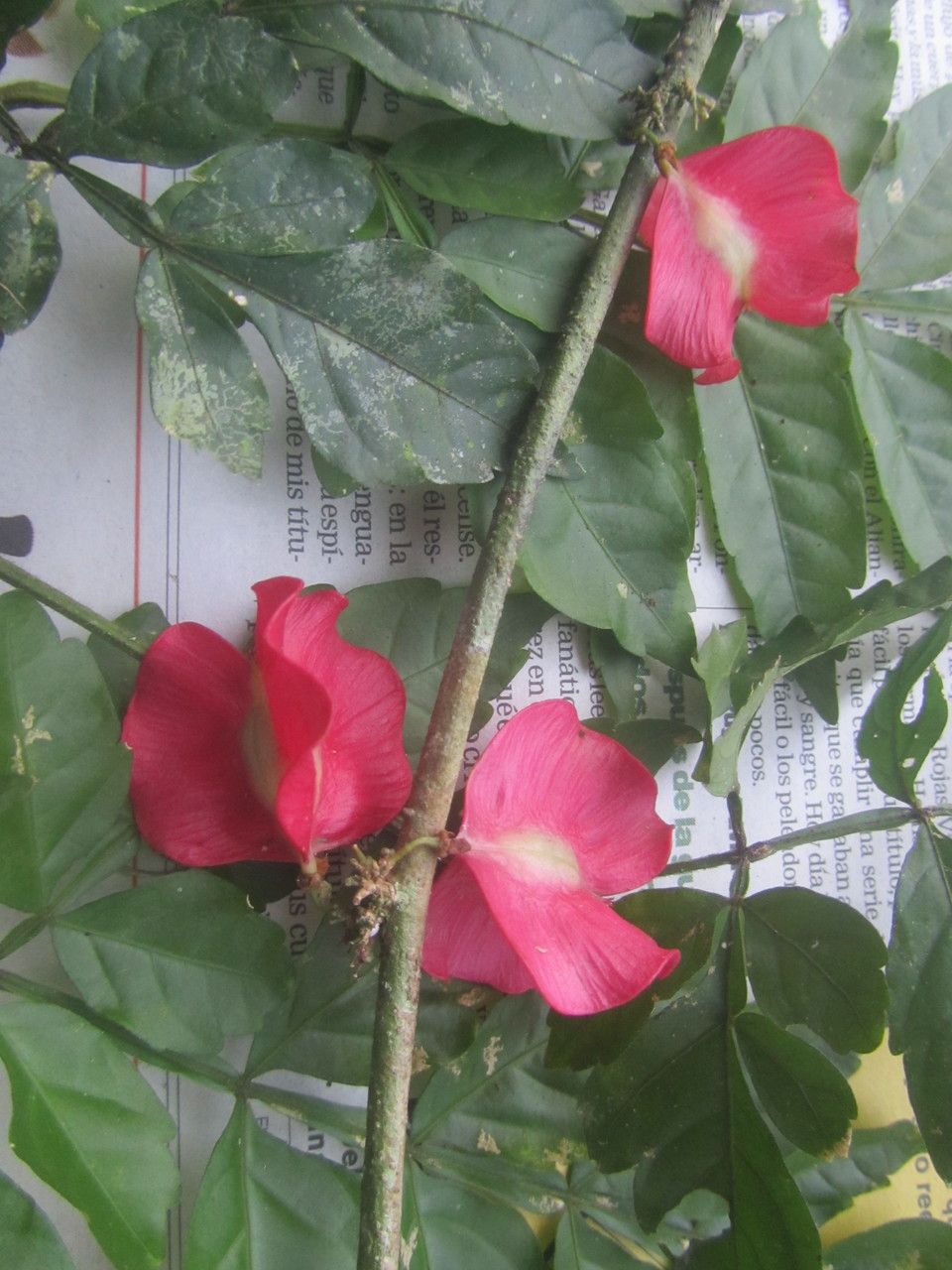 Paullinia serjaniifolia fruit