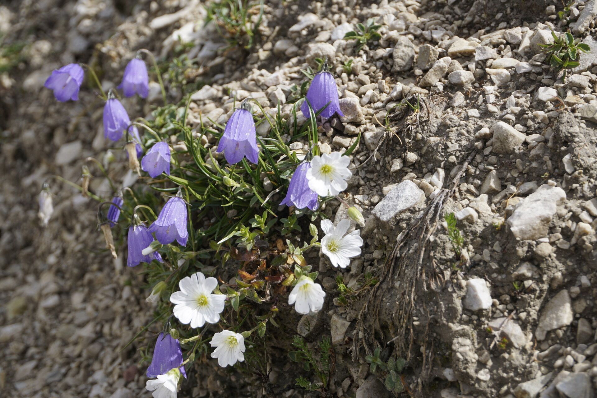 Cerastium carinthiacum flower