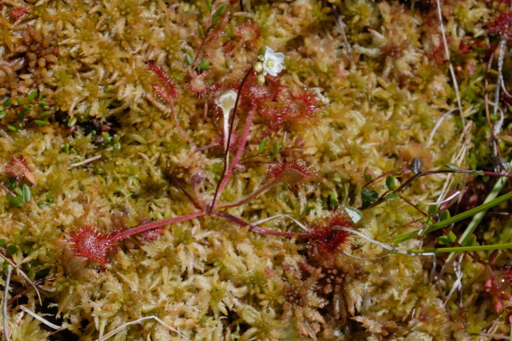 Drosera brevifolia flower