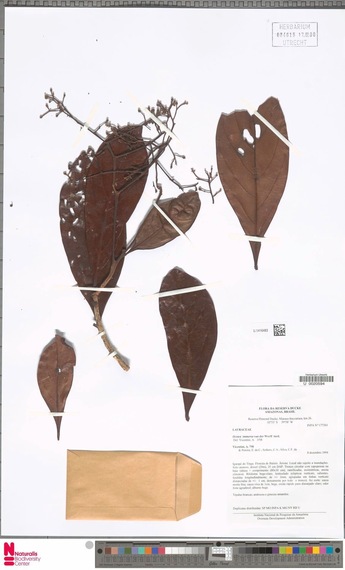 Ocotea immersa — houseplant care guide
