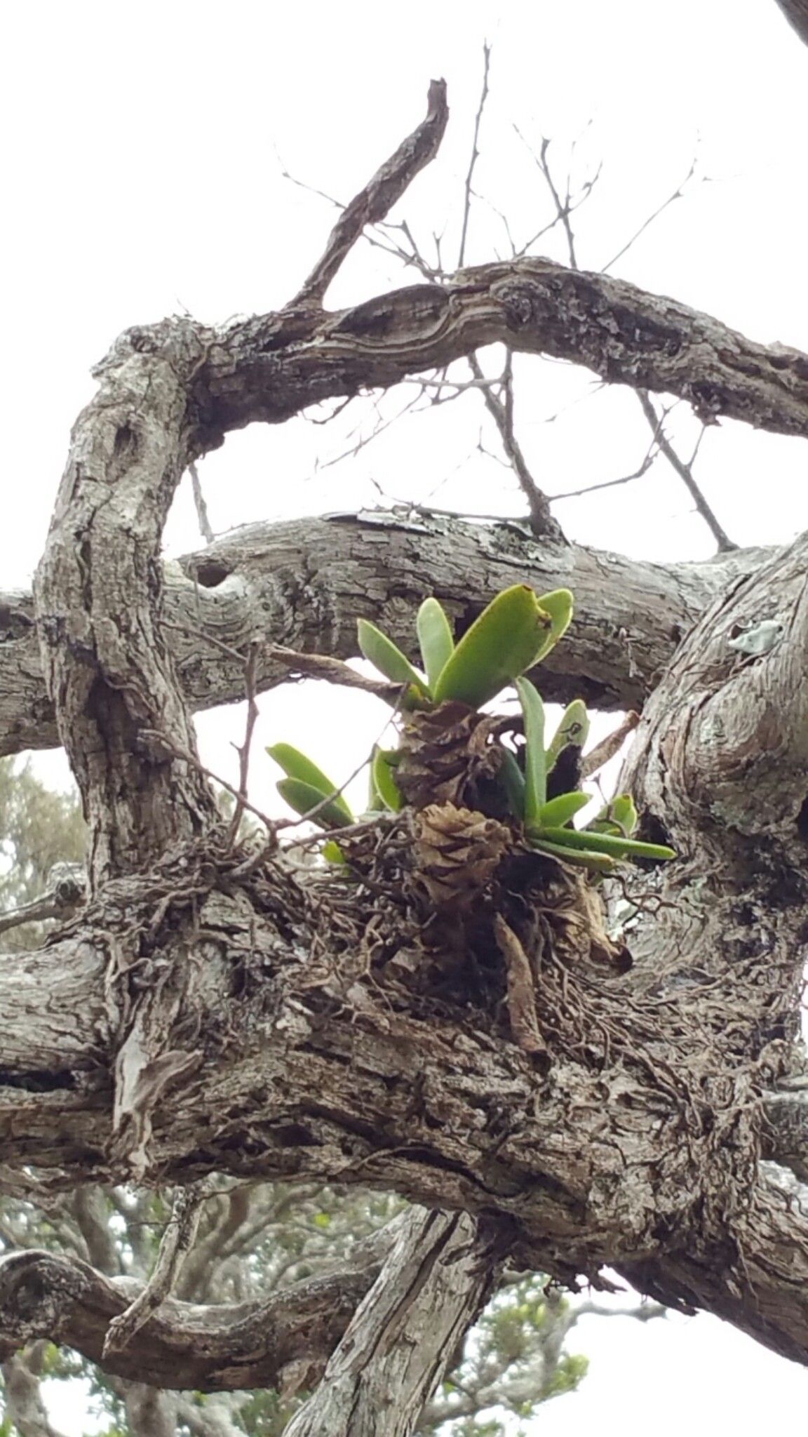 Jumellea densefoliata — houseplant care guide