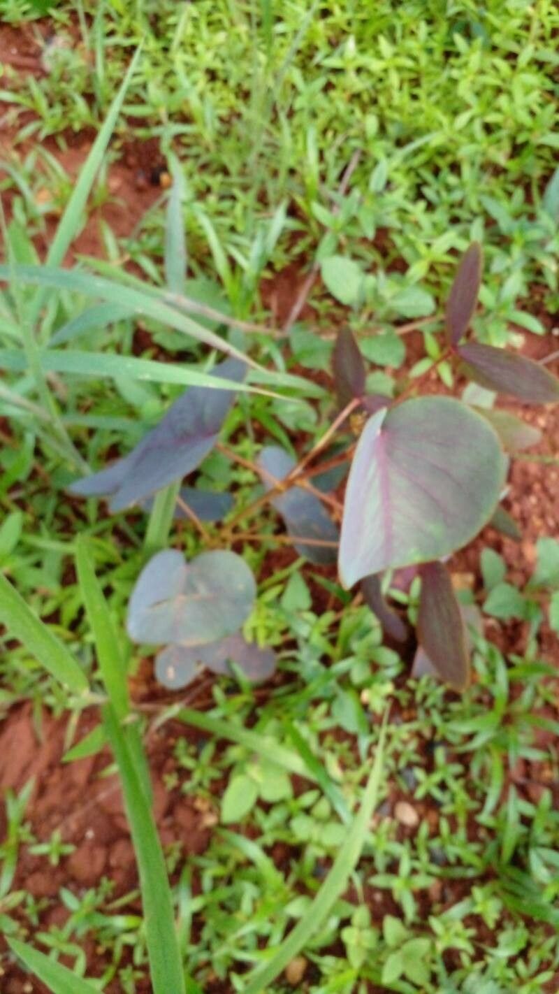 Oxalis cordata habit