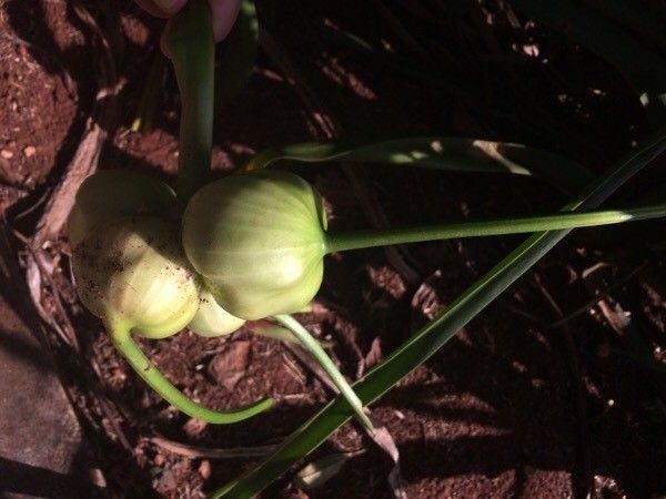 Hymenocallis littoralis fruit