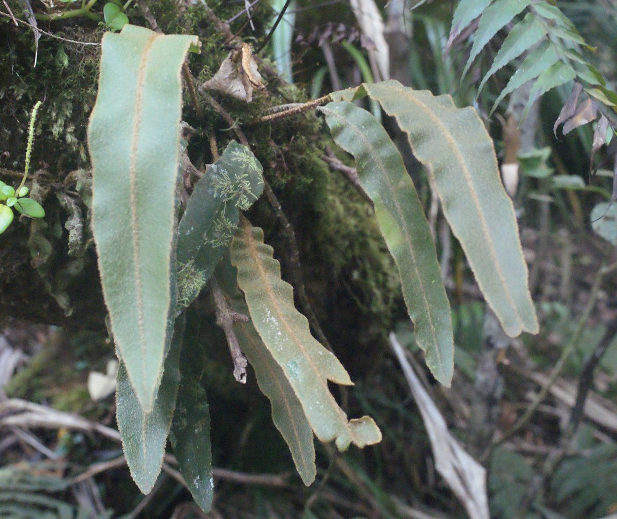 Elaphoglossum lancifolium habit