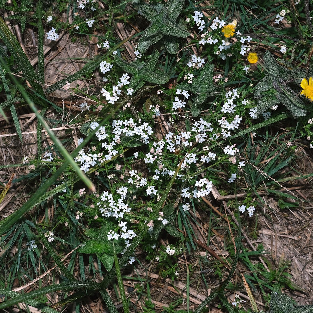Asperula tinctoria flower
