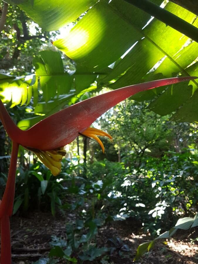 Heliconia metallica flower