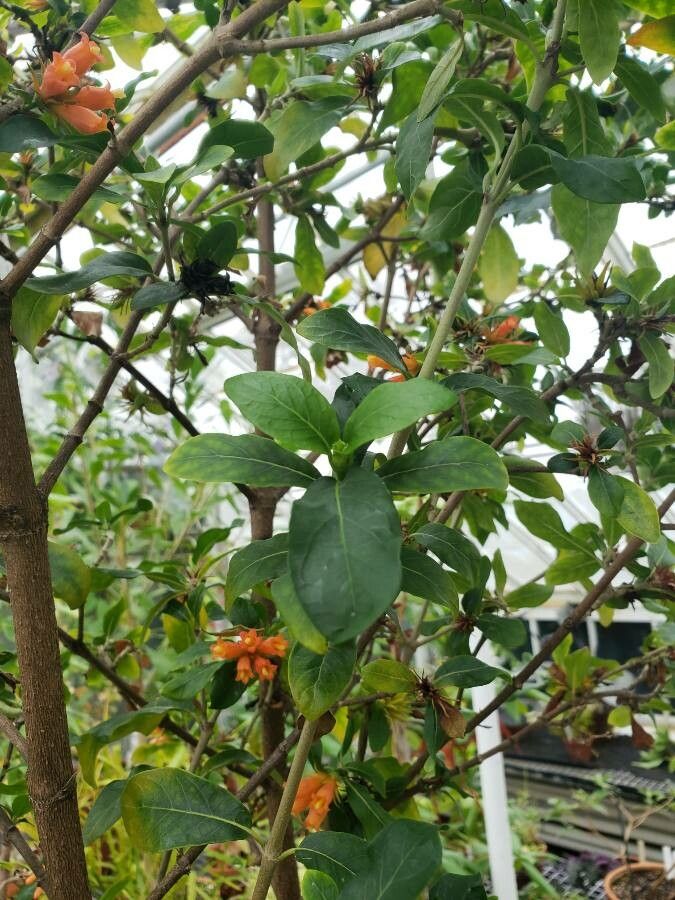 Burchellia bubalina — search result for 'Eswatini'