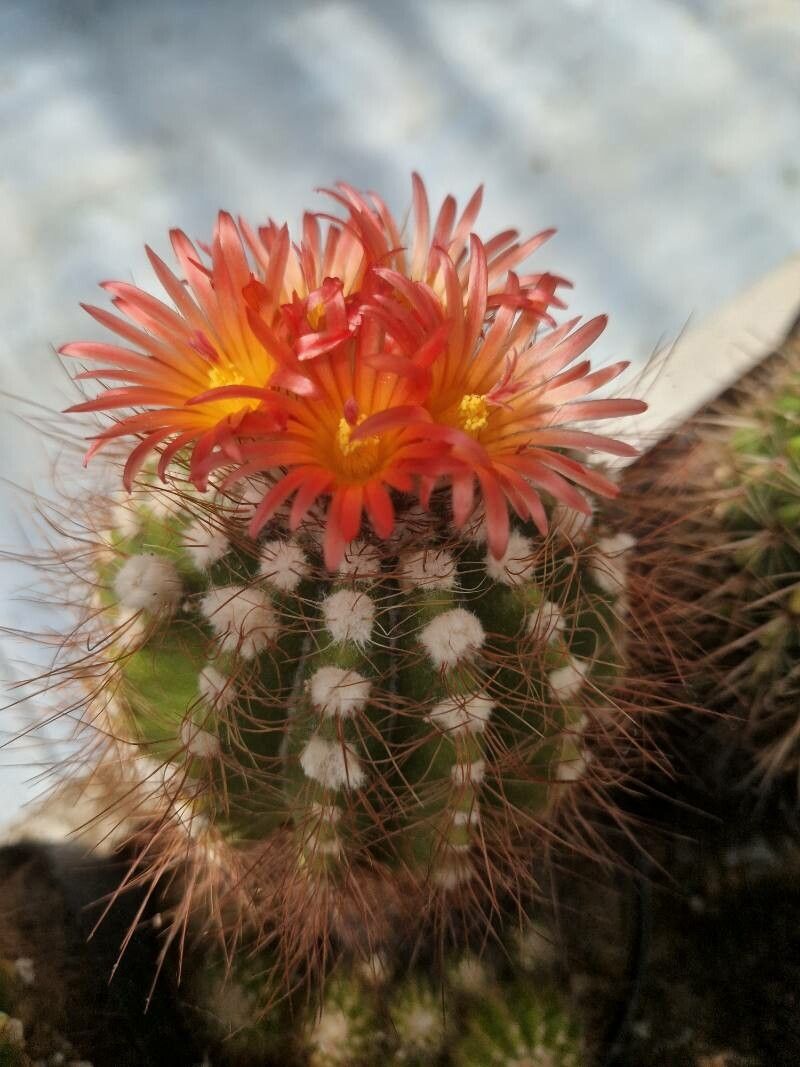 Parodia horstii flower