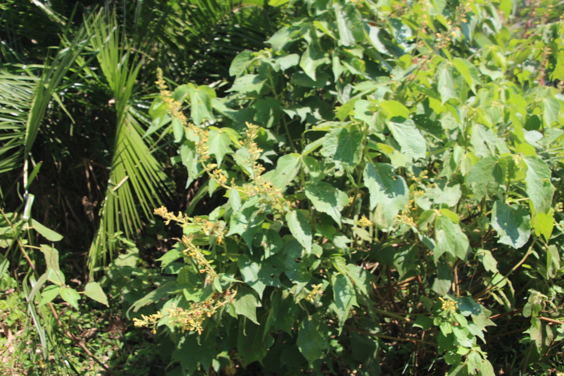 Triumfetta brachyceras — related species from the same genus