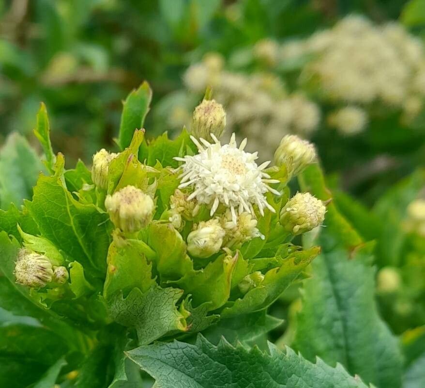Baccharis sphaerocephala flower