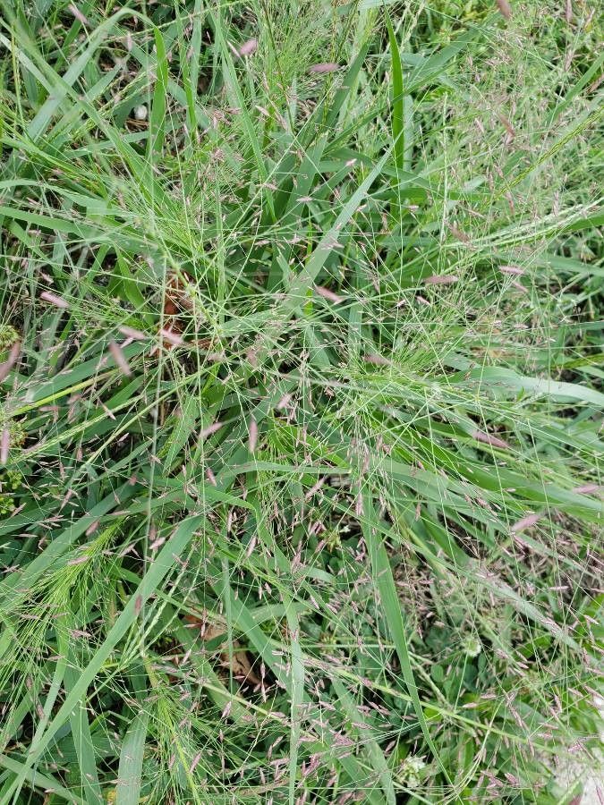 Eragrostis spectabilis fruit