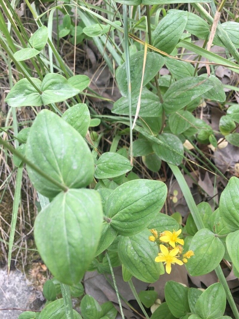 Hypericum bithynicum — houseplant care guide