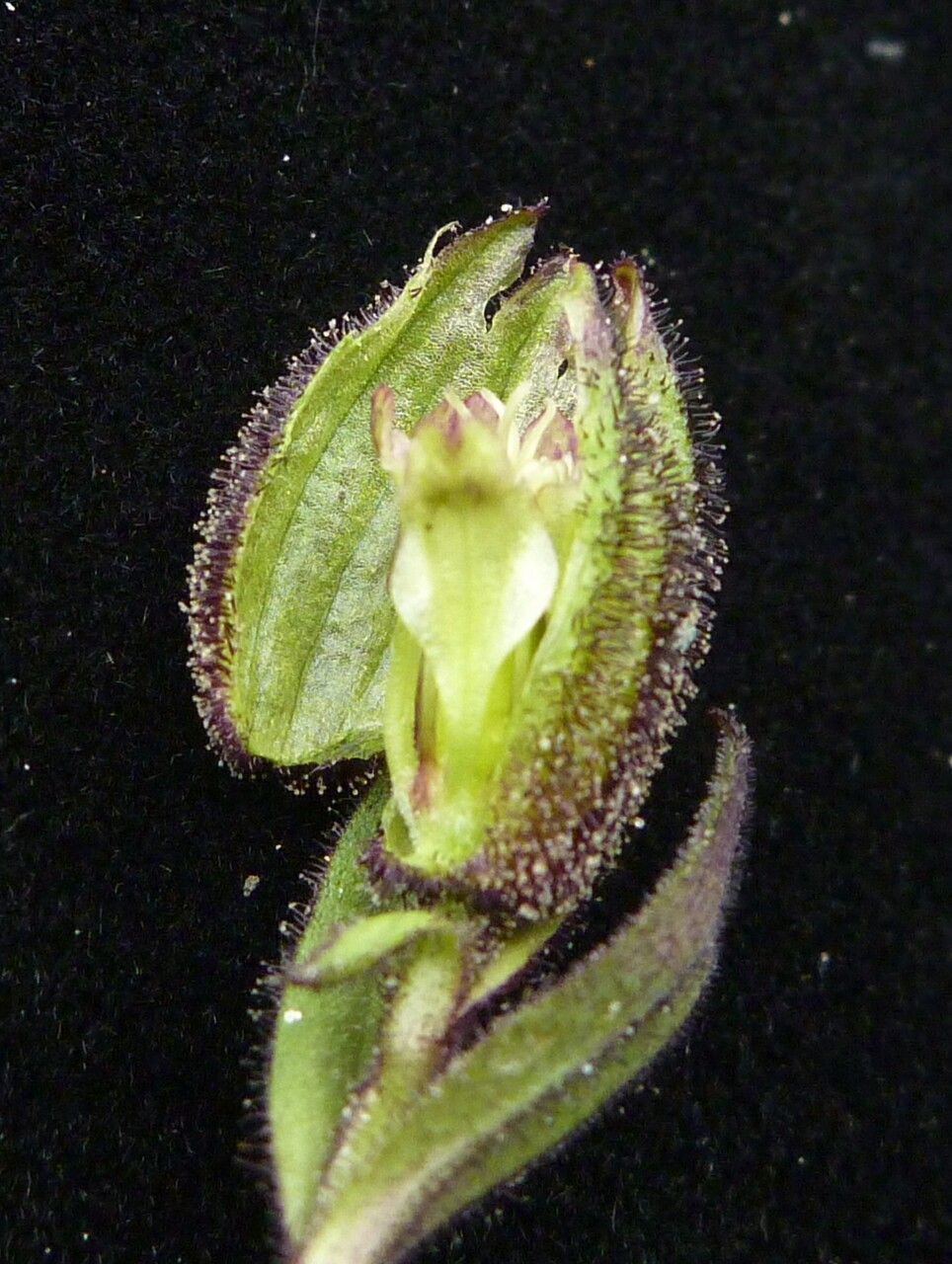 Silene himalayensis fruit