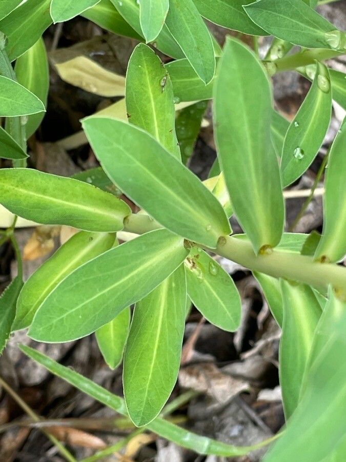 Euphorbia pannonica — houseplant care guide