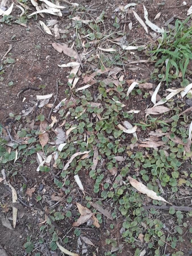 Dichondra carolinensis habit