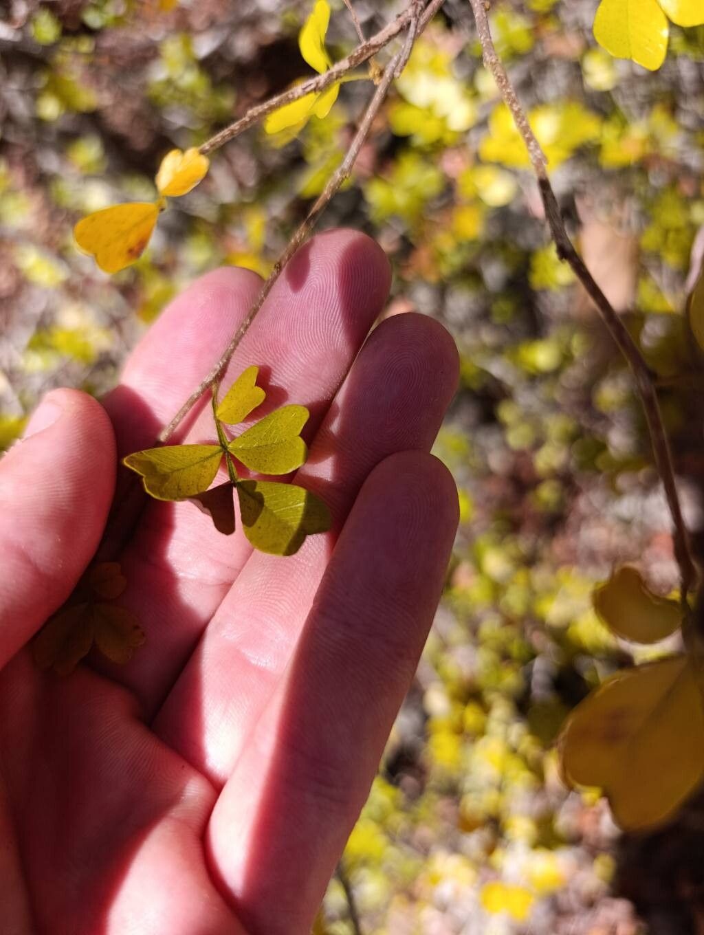 Doratoxylon chouxii — related species from the same genus