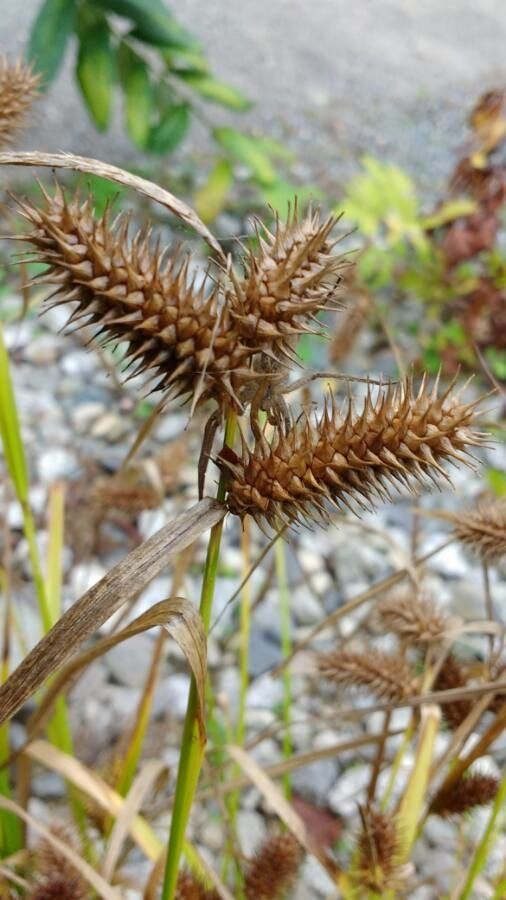 Carex hystericina flower