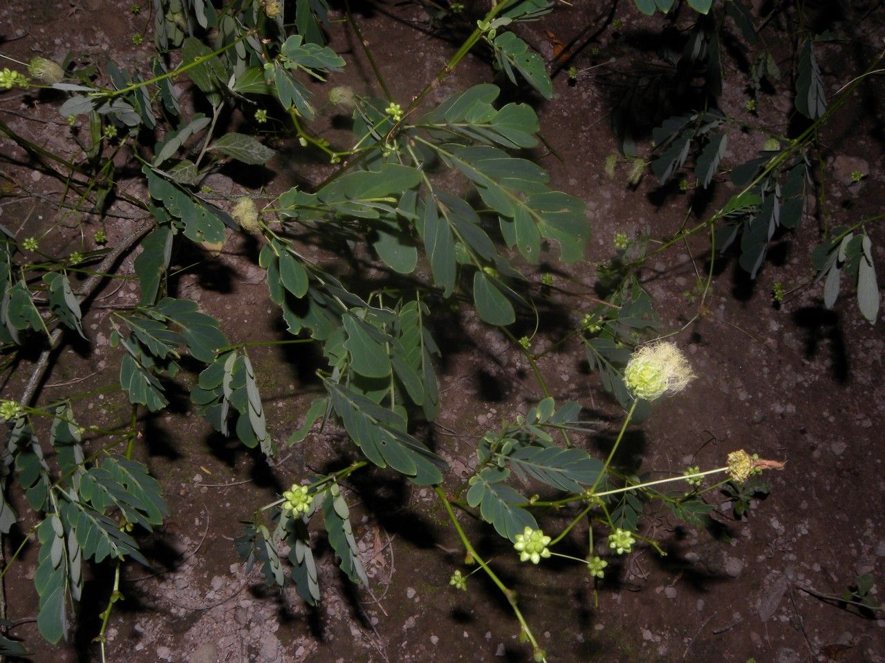 Zapoteca formosa — related species from the same genus