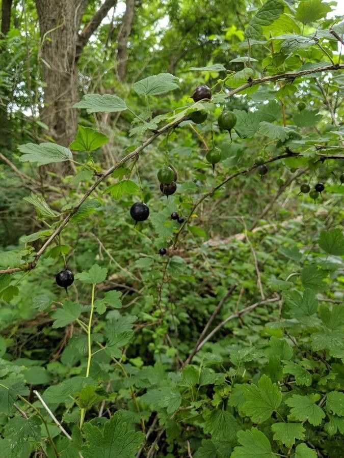 Ribes divaricatum fruit