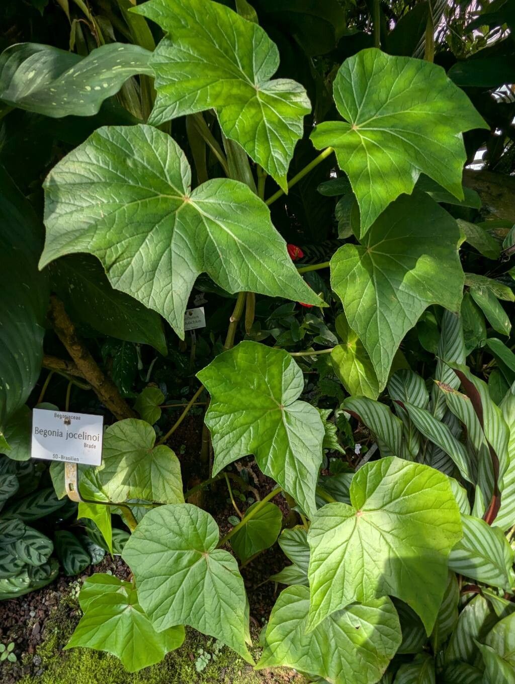 Begonia jocelinoi habit