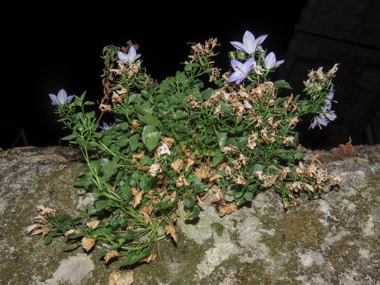 Campanula fragilis habit