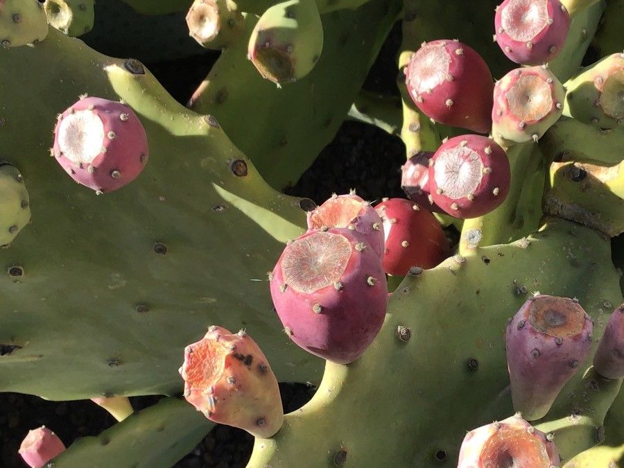 Opuntia undulata fruit
