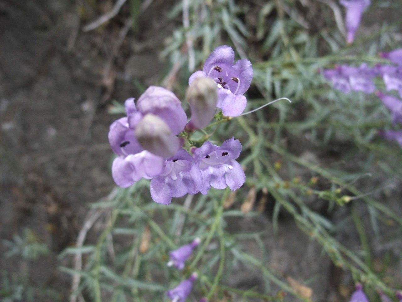 Penstemon sepalulus — search result for 'Penstemon'