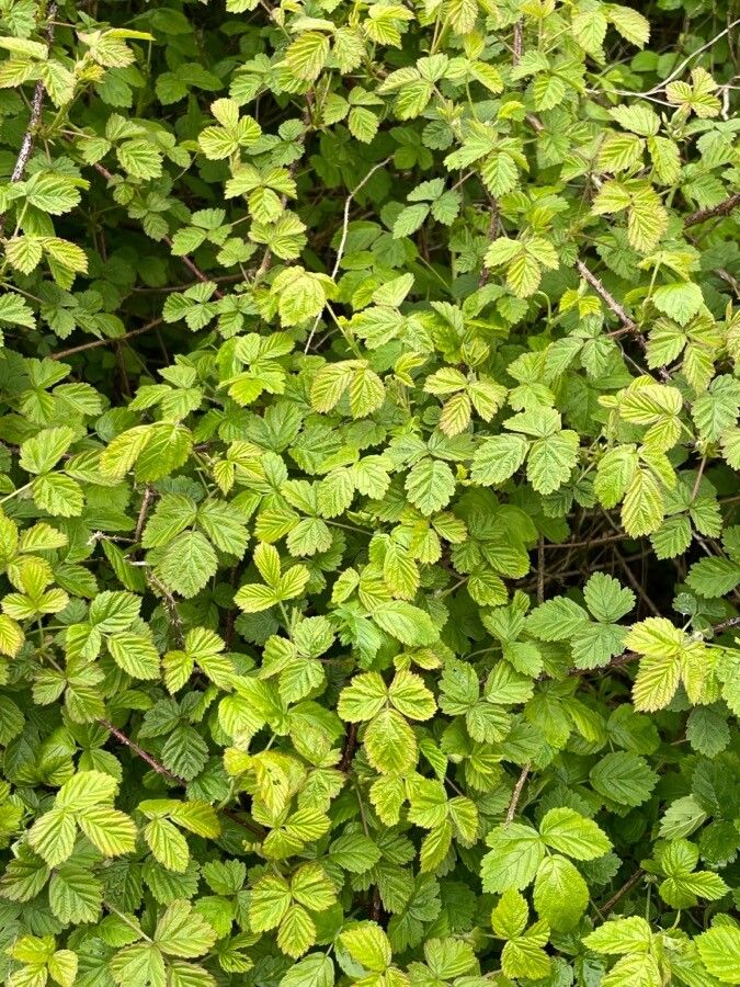 Rubus ferocior leaf