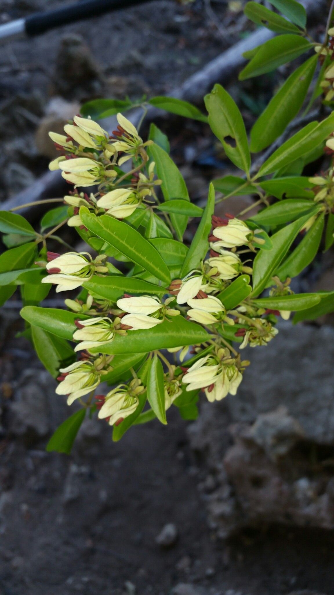 Crateva excelsa — related species from the same genus
