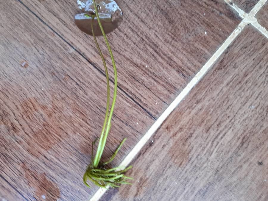 Nymphoides cristata bark