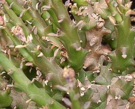 Euphorbia polycephala leaf