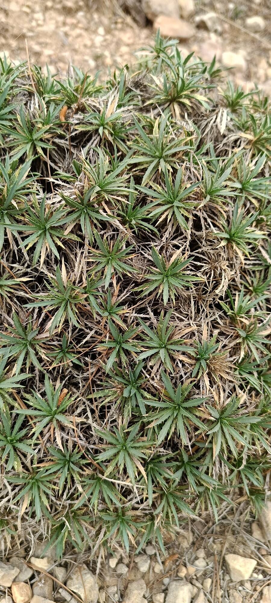 Atractylis caespitosa — related species from the same genus