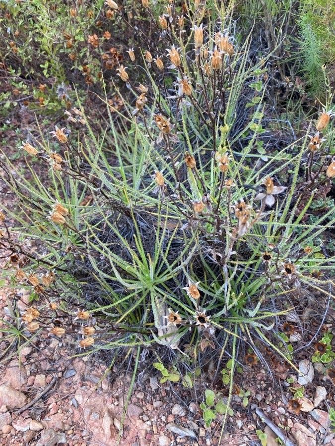 Drosophyllum lusitanicum leaf