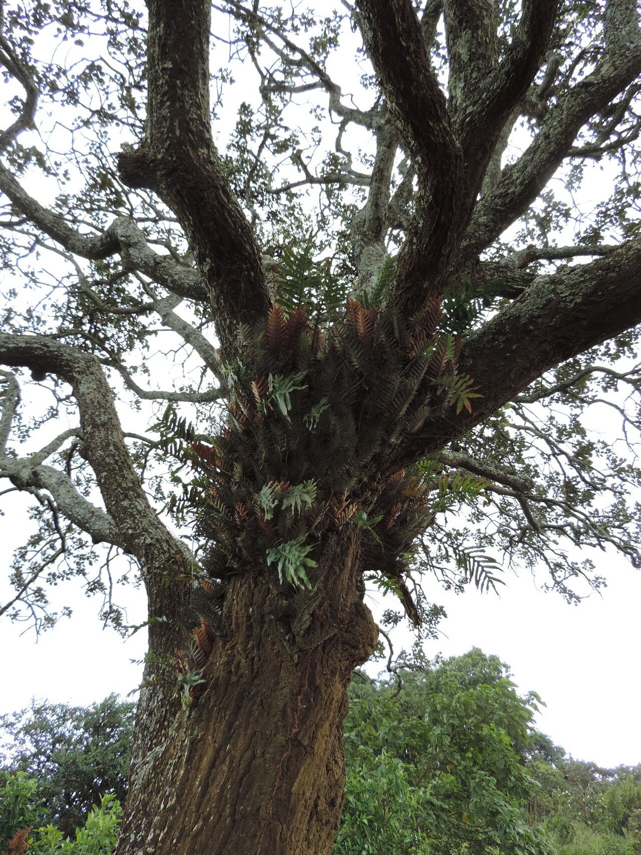 Drynaria volkensii habit