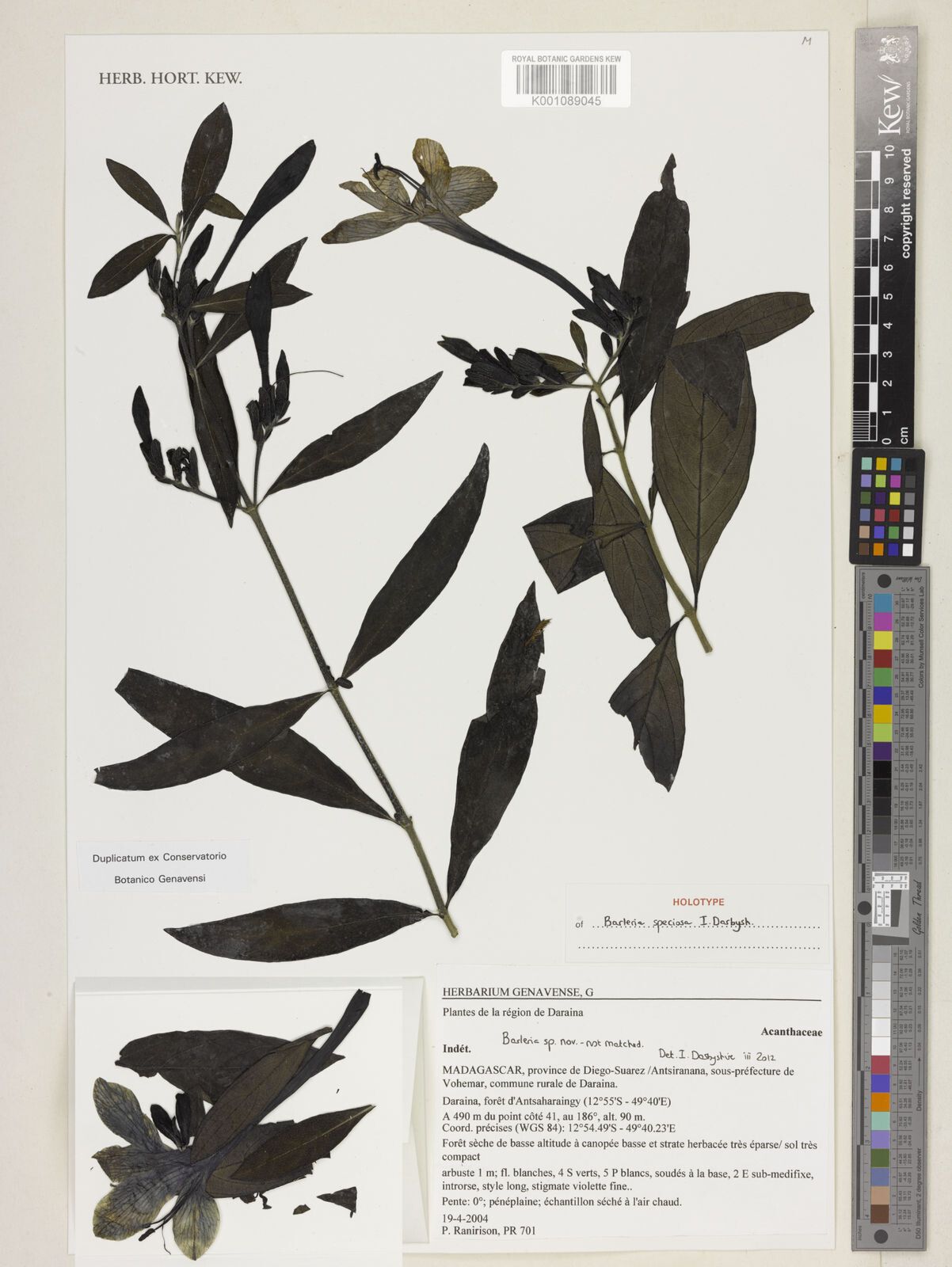 Barleria speciosa — houseplant care guide