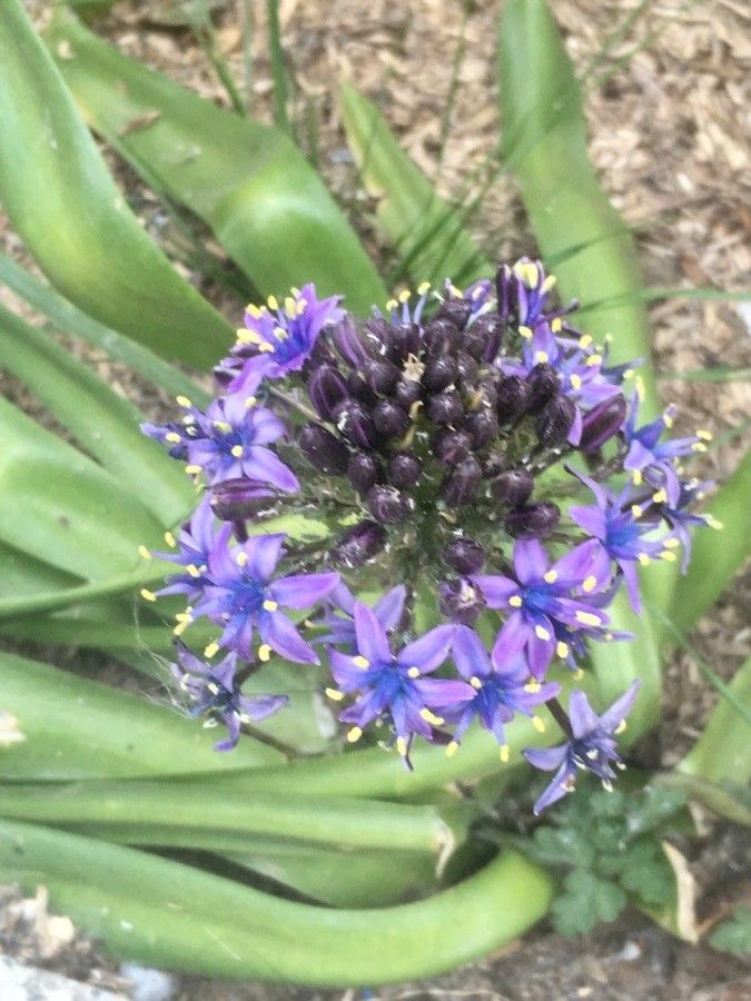 Oncostema peruviana fruit