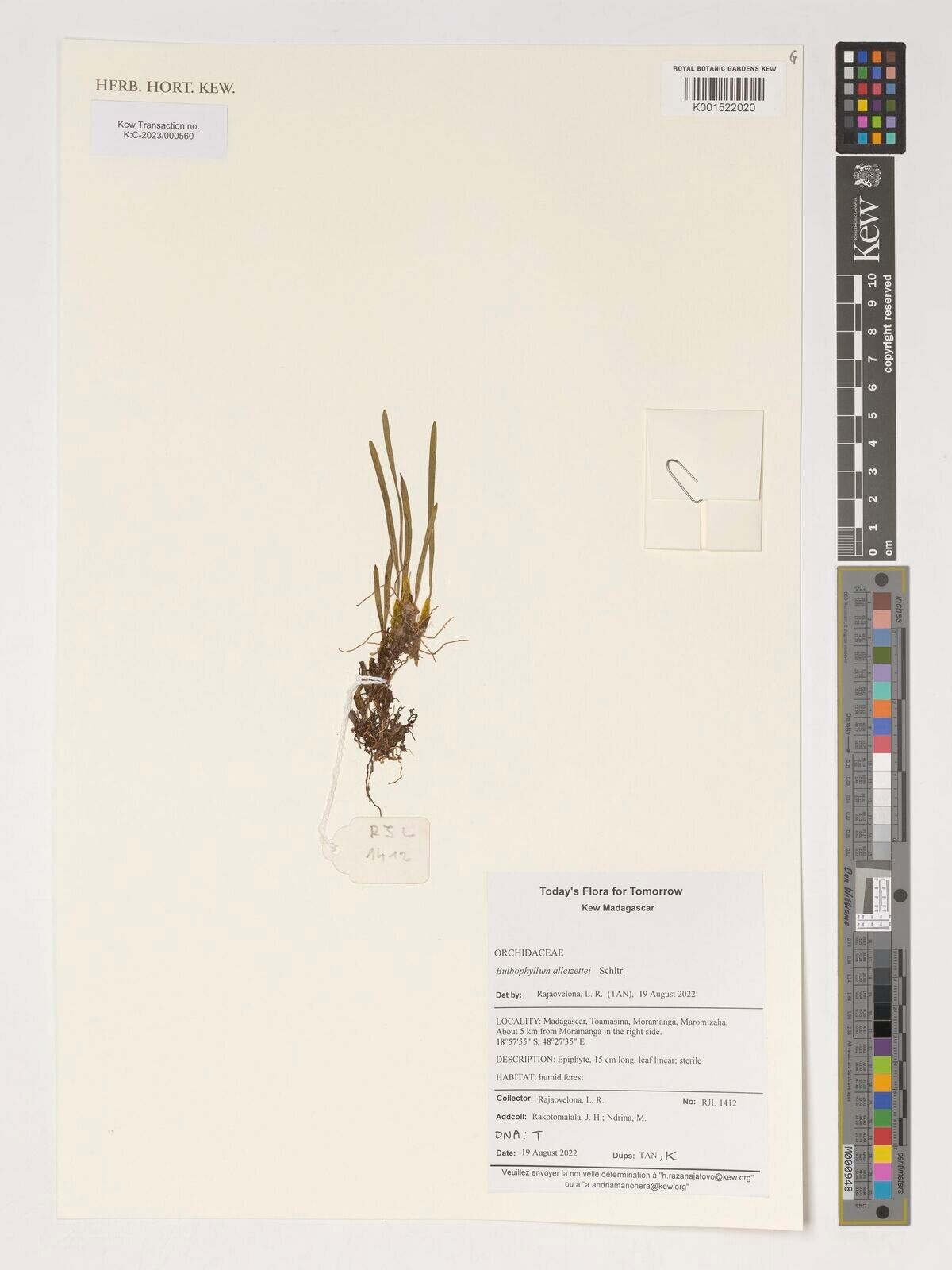 Bulbophyllum alleizettei — houseplant care guide