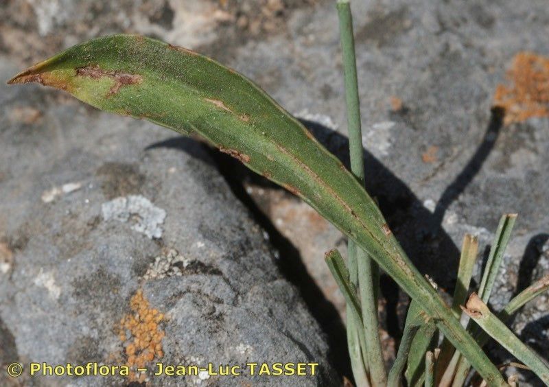 Armeria choulettiana leaf