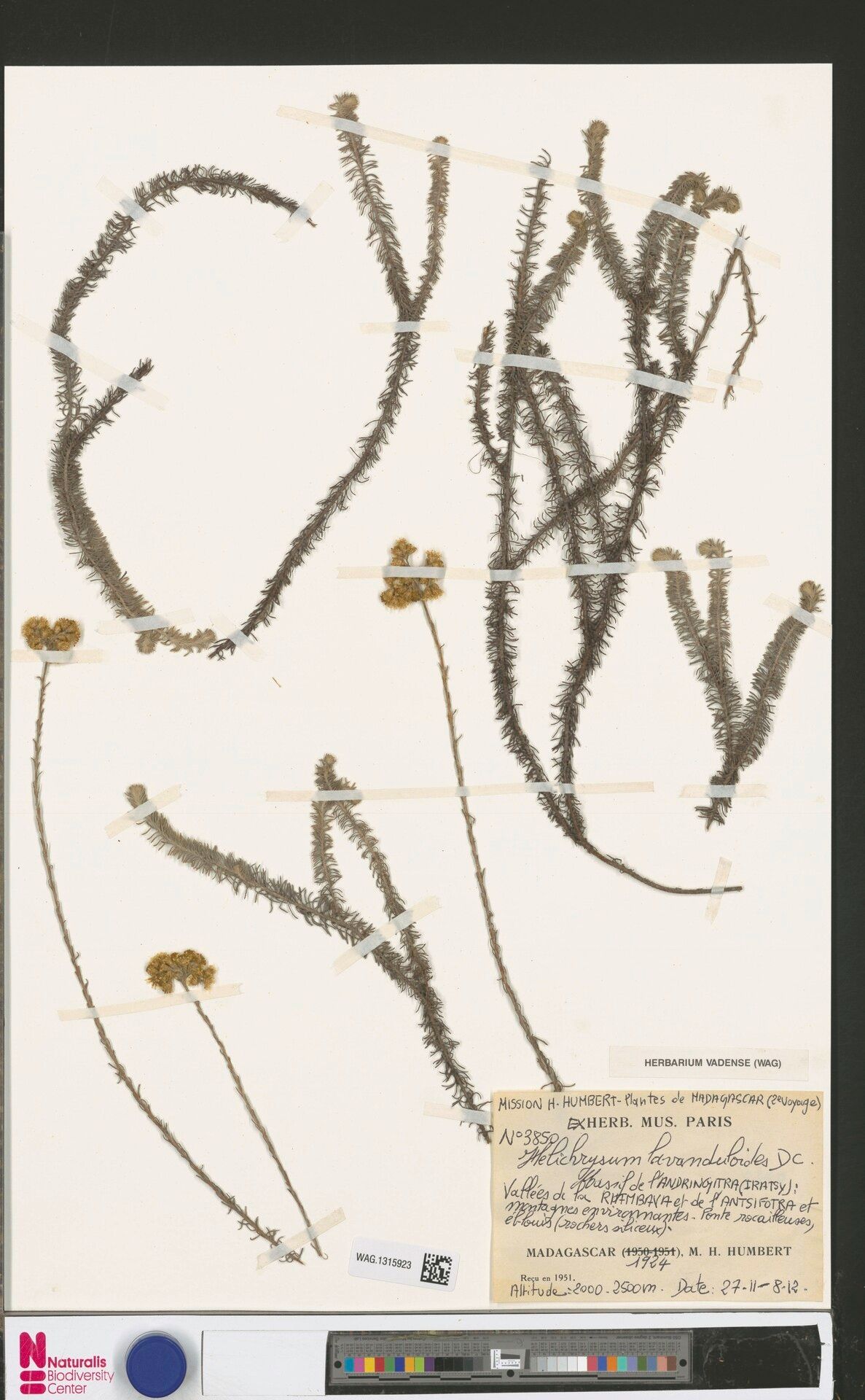 Helichrysum lavanduloides — houseplant care guide