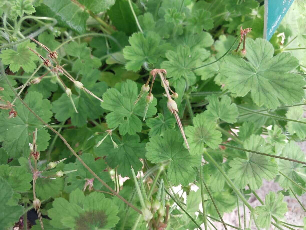 Pelargonium ranunculophyllum other