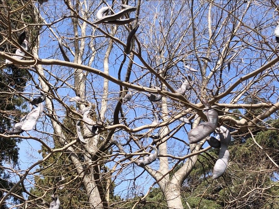 Gleditsia macracantha fruit