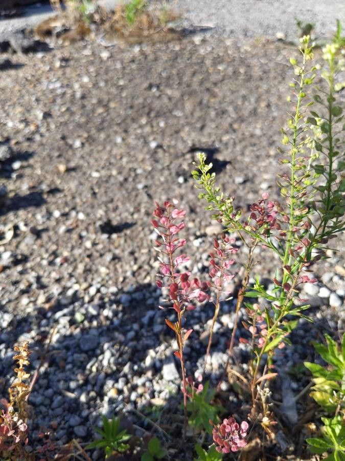 Lepidium nitidum — search result for 'Lepidium'