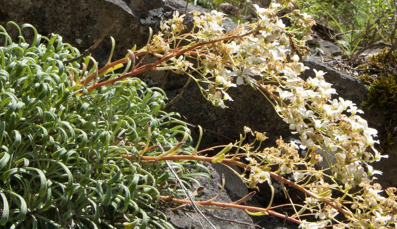 Saxifraga callosa flower