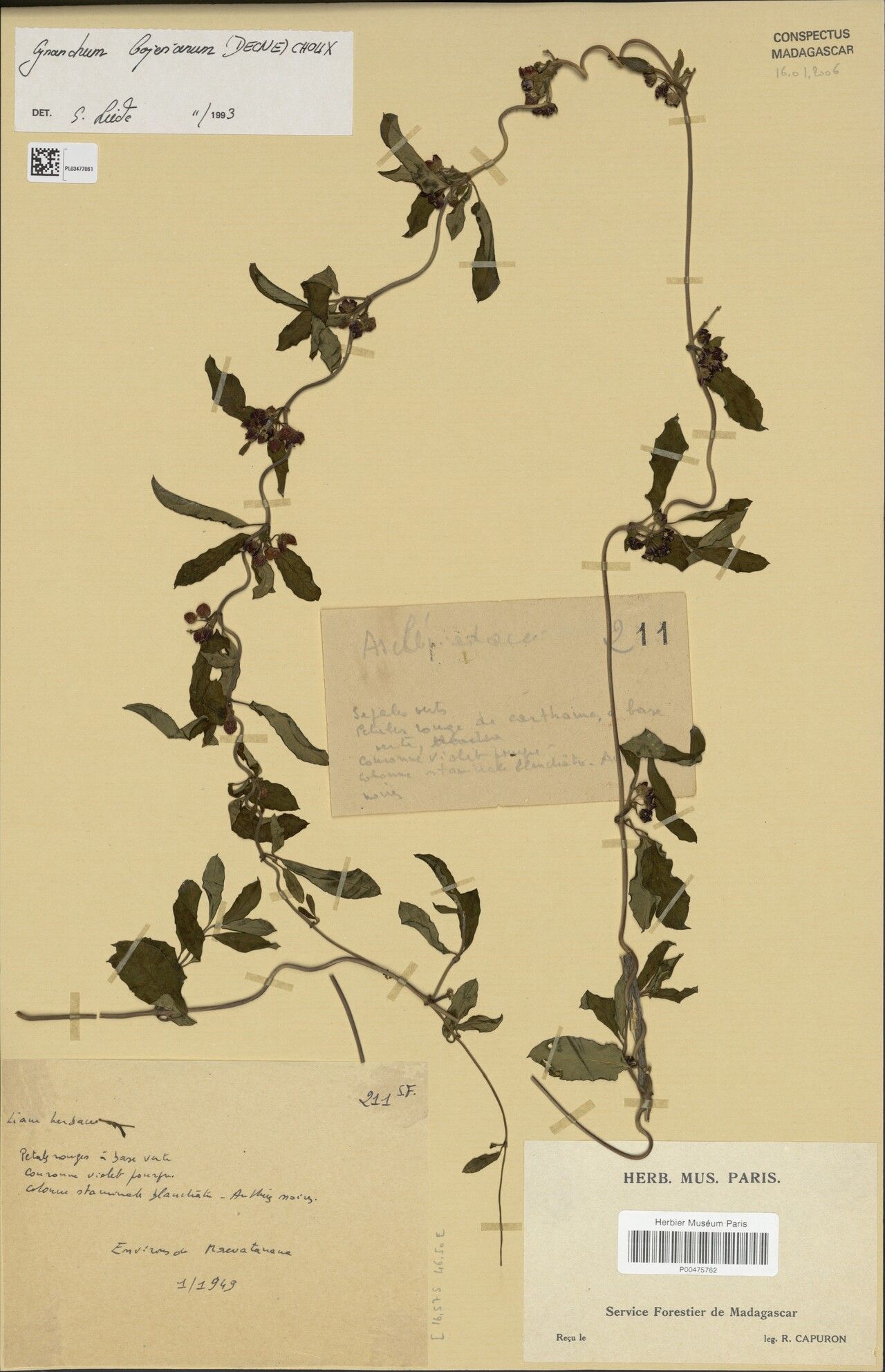 Cynanchum bojerianum — houseplant care guide