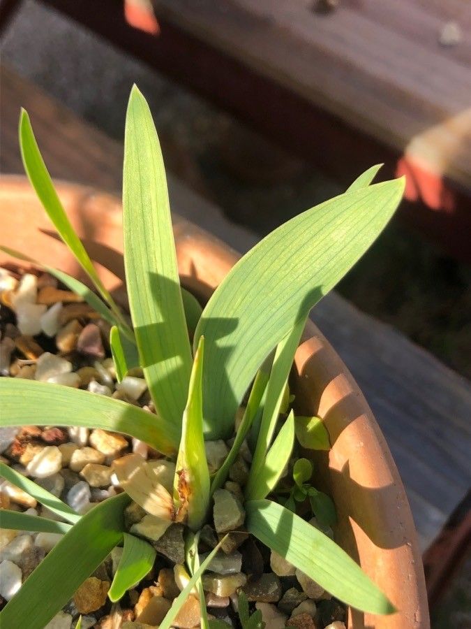 Iris suaveolens — houseplant care guide