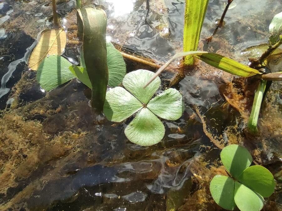 Marsilea minuta — pet friendly houseplant